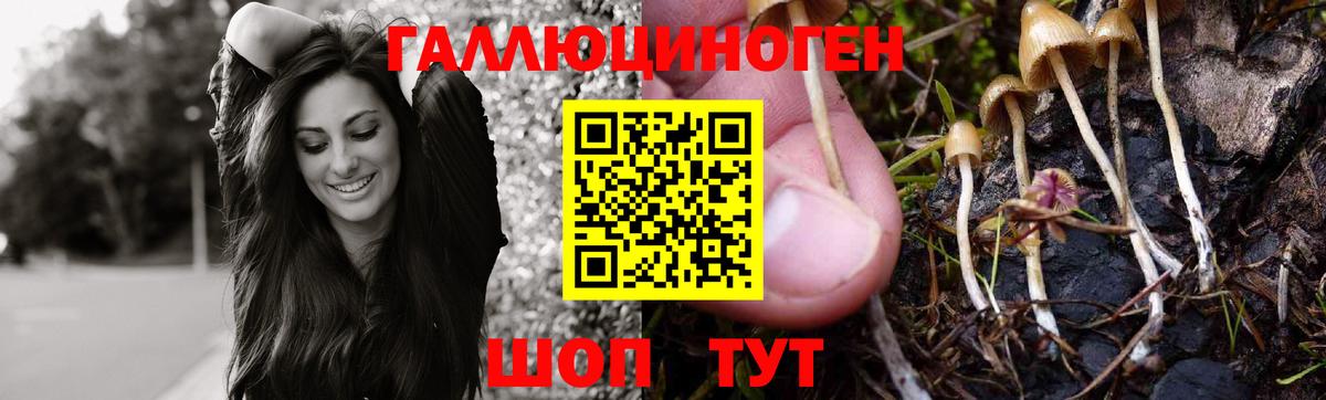 Галлюциногенные грибы Psilocybe Будённовск